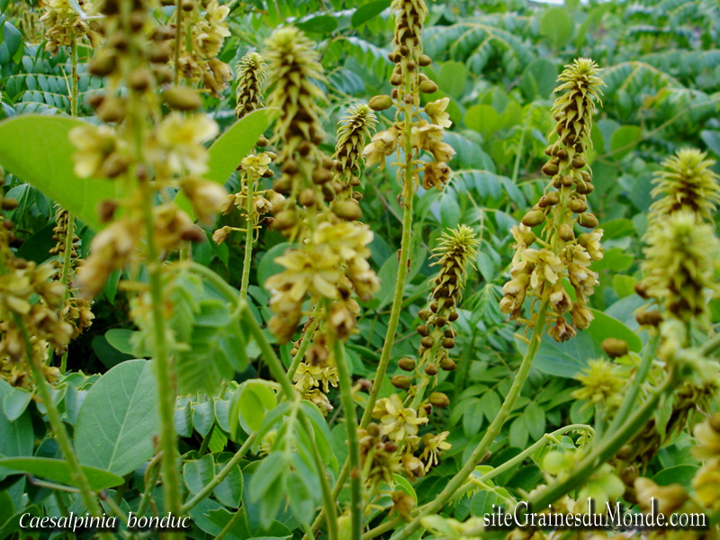48 Graines De Caesalpinia Bonduc - Pour Jeu Awele Traditionnel Africain - Graines Naturelles Pour Loisirs Ou Collection