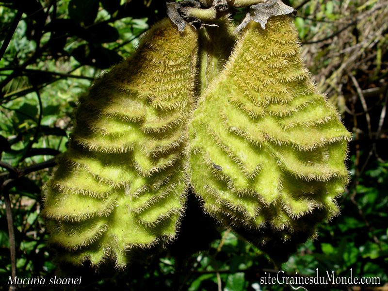 Mucuna Sloanei